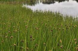 Image of bulrush