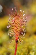 Image of Sundews