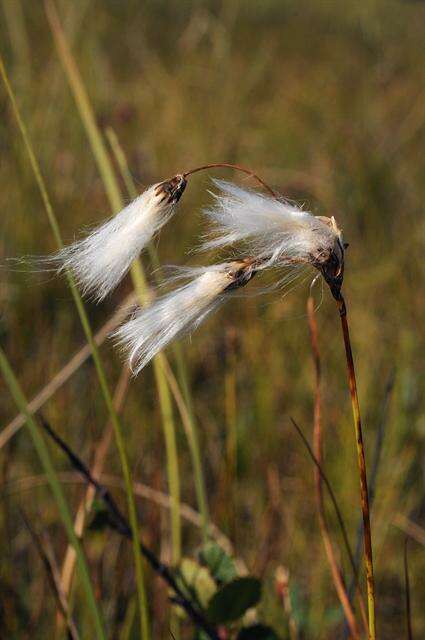 Image of cottongrass