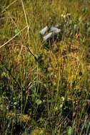 Eriophorum resmi