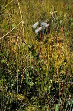 Image of cottongrass