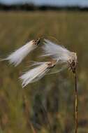 Image of cottongrass