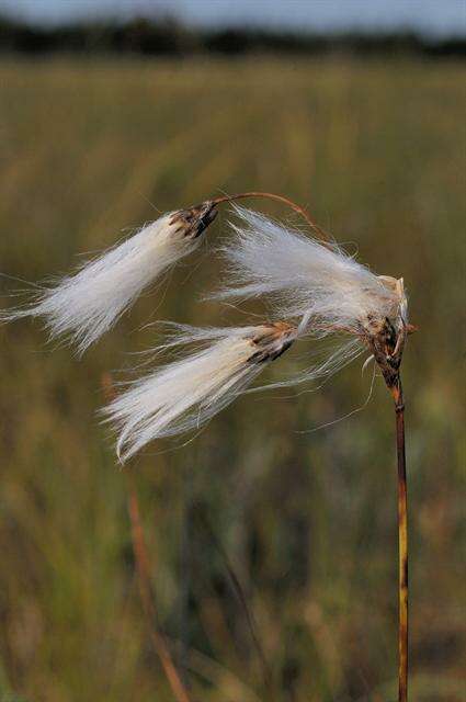 Eriophorum resmi