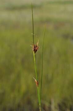 Image of beaksedge