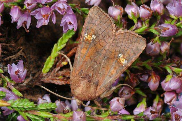 Imagem de Amphipoea