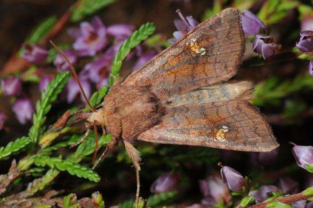 Imagem de Amphipoea