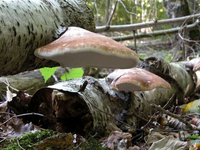 Image of Fomitopsis