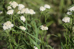 Image of yarrow, milfoil