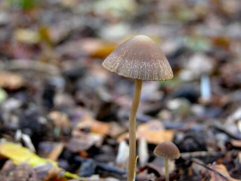 Psathyrella artemisiae (Pass.) Konrad & Maubl. 1949 resmi