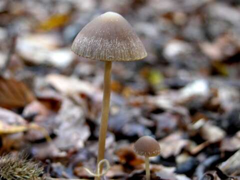 Image of Psathyrella artemisiae (Pass.) Konrad & Maubl. 1949