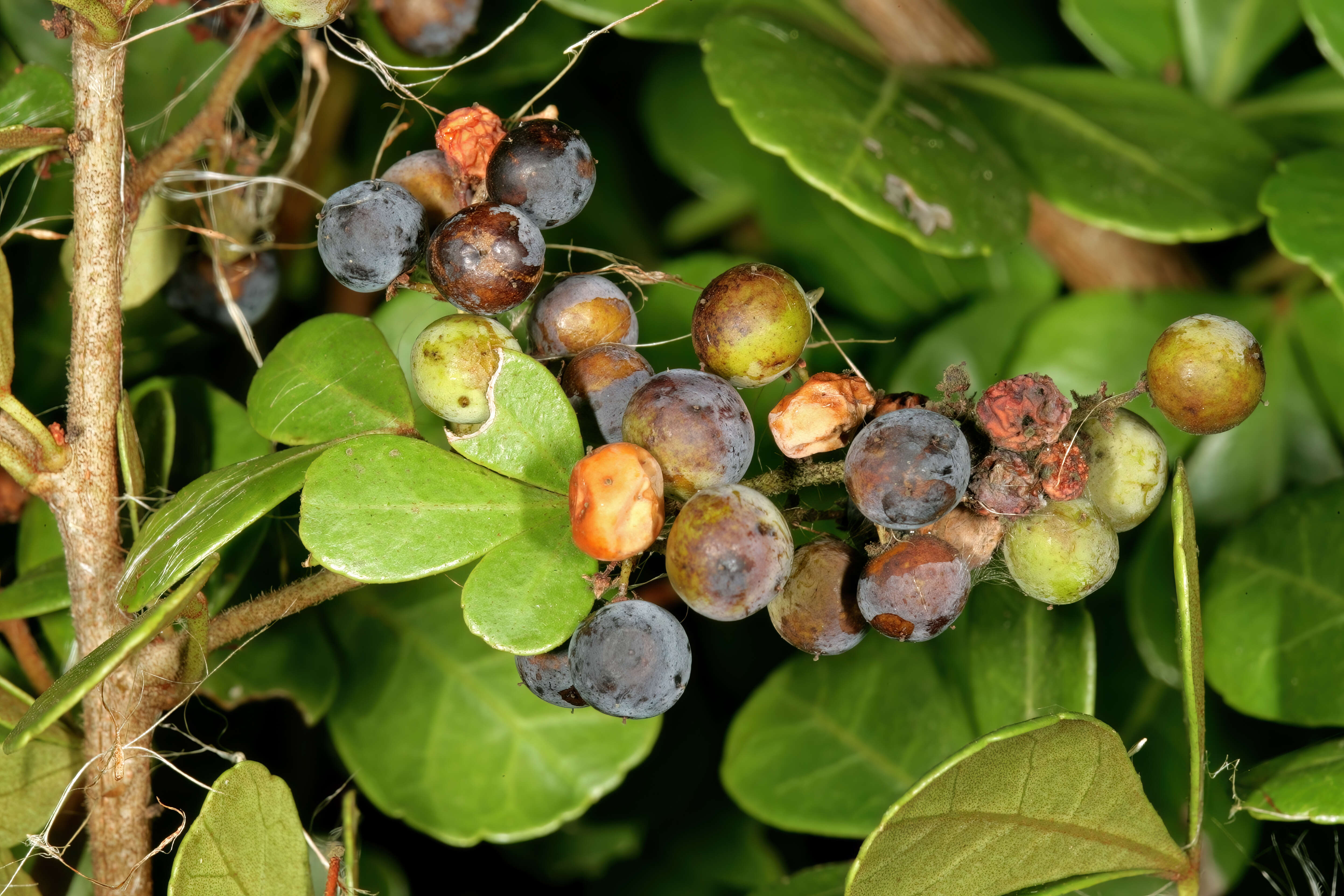 Image of Searsia crenata (Thunb.) Moffett