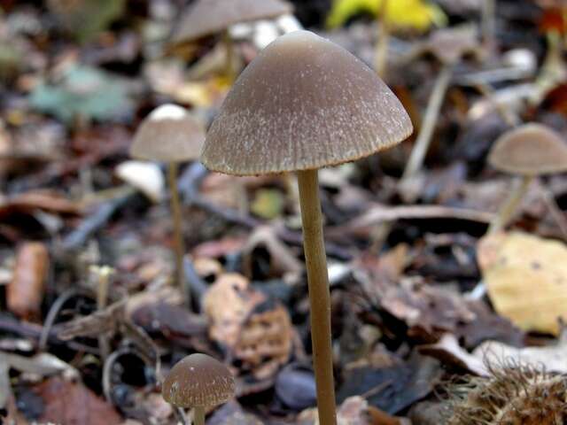 Image of Psathyrella artemisiae (Pass.) Konrad & Maubl. 1949