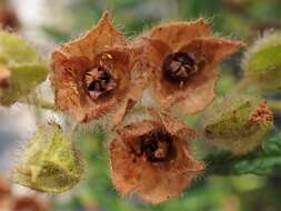 Imagem de Cistus monspeliensis L.