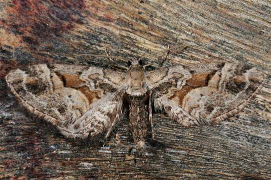 صورة Eupithecia sinuosaria Eversmann 1848