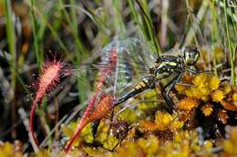 Image of Sundews