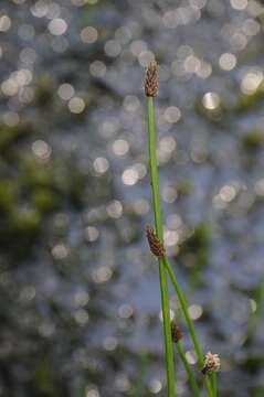 Image of soft-stem spikerush