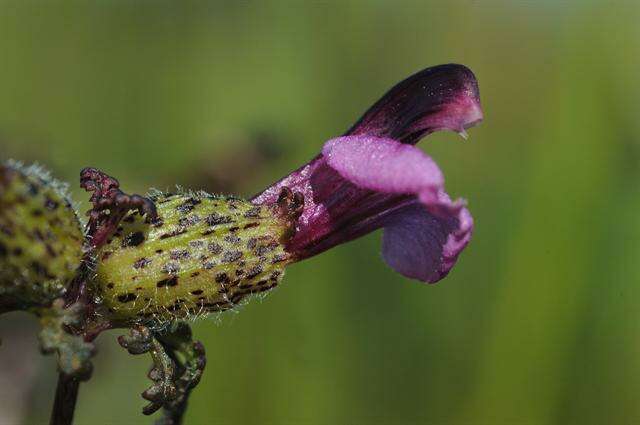 Image of Pedicularis palustris subsp. opsiantha (E. L. Ekman) Almq.