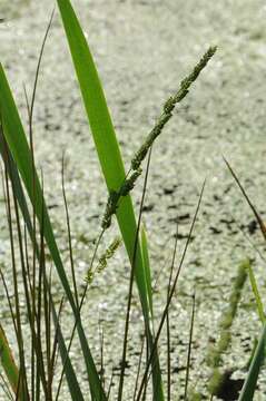 Image of sloughgrass