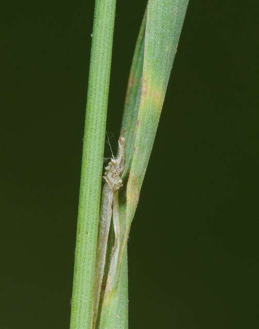 Image of sloughgrass