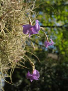 Image of Tillandsia mallemontii Glaz. ex Mez