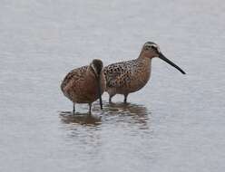 Image of Short-billed Dowitcher