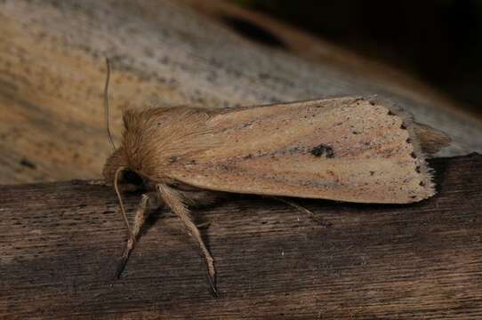 Image of Webb's Wainscot