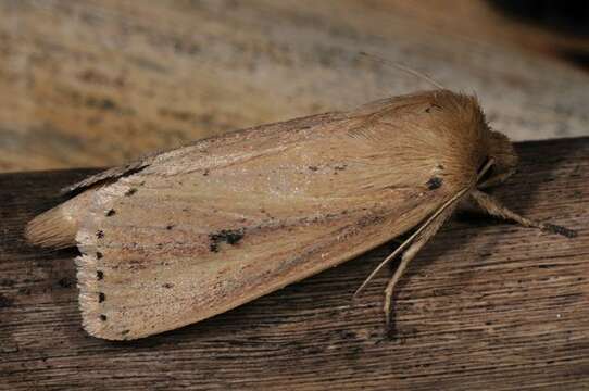 Image of Webb's Wainscot