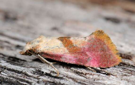 Image of Cochylis flaviciliana Westwood 1849