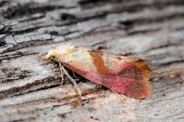 Image of Cochylis flaviciliana Westwood 1849