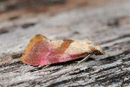 Image of Cochylis flaviciliana Westwood 1849