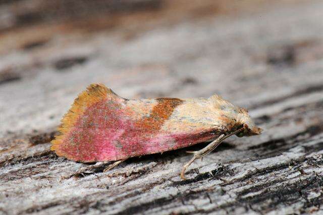 Image of Cochylis flaviciliana Westwood 1849