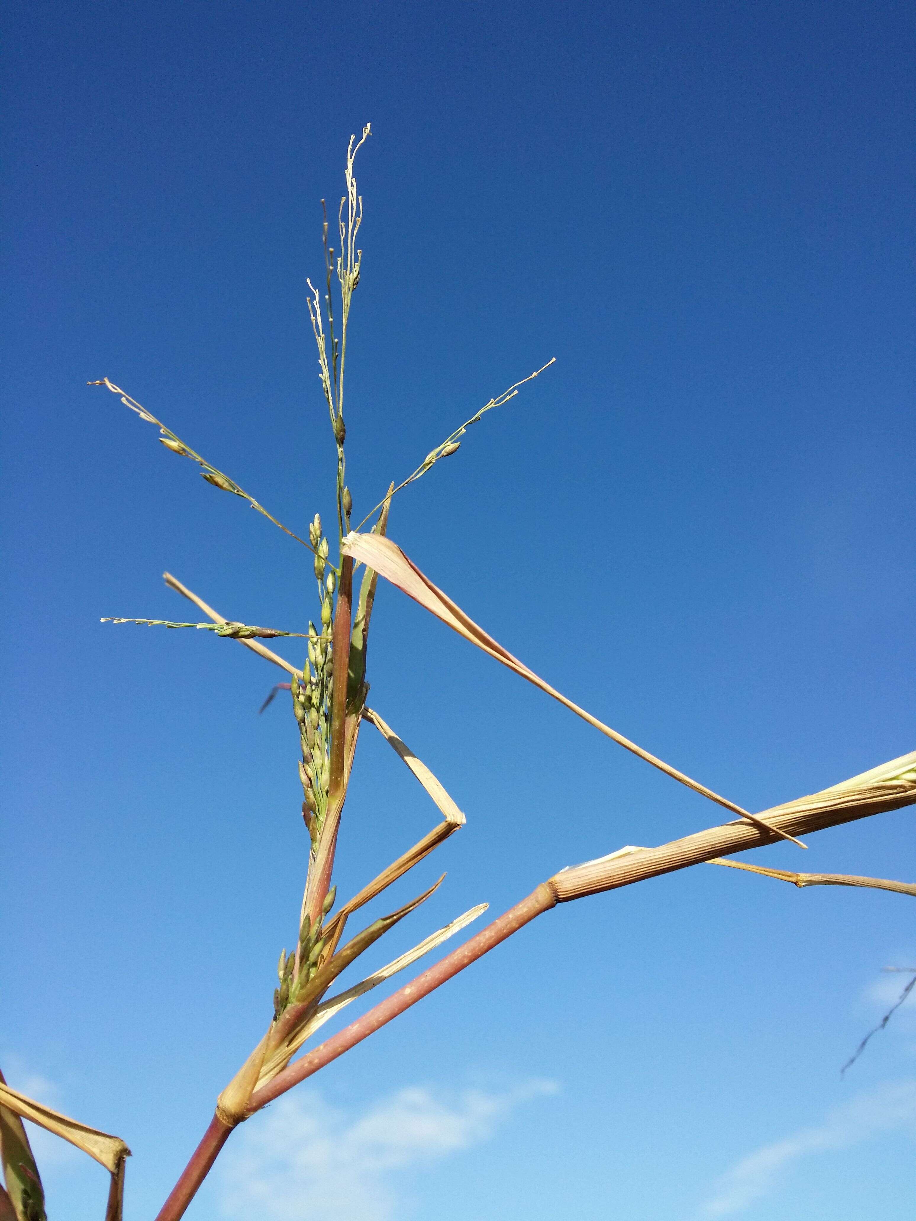 Image of fall panicgrass