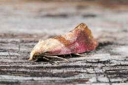 Image of Cochylis flaviciliana Westwood 1849