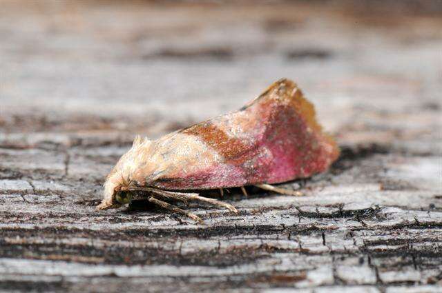 Image of Cochylis flaviciliana Westwood 1849