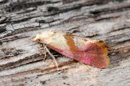 Image of Cochylis flaviciliana Westwood 1849