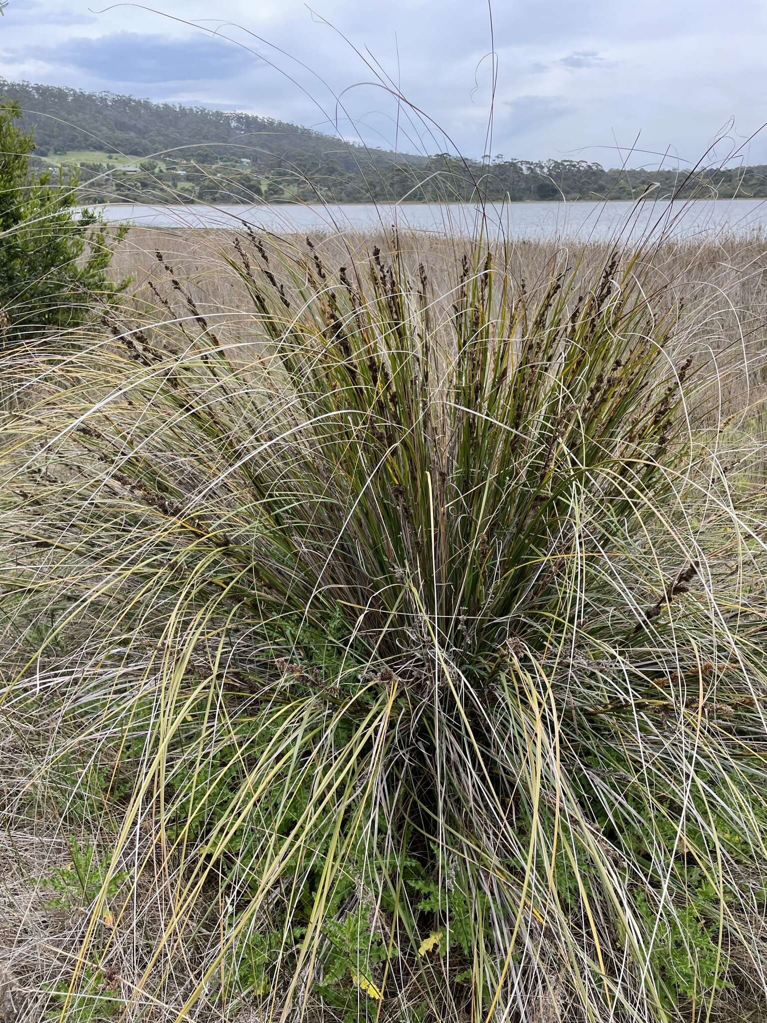 Image of Gahnia trifida Labill.