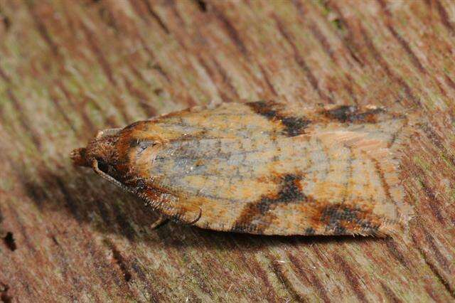 Image of Acleris