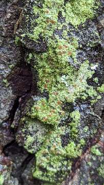 Image of dotted lichen