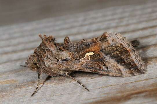 Image of Autographa