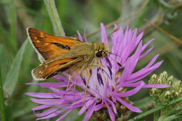 Image of Branded Skippers