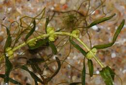 Image of Autumnal Water-starwort