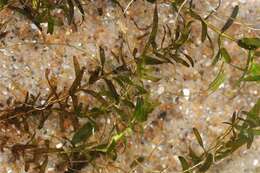 Image of Autumnal Water-starwort