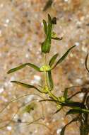 Image of Autumnal Water-starwort