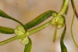 Image of Autumnal Water-starwort