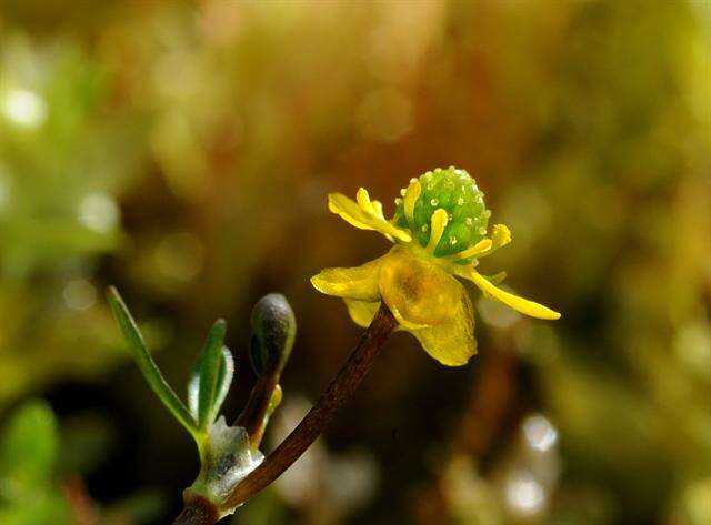 Imagem de Ranunculus hyperboreus Rottb.