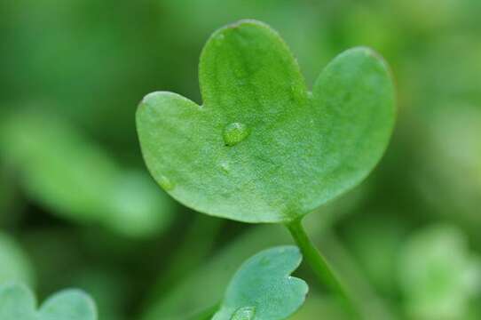 Imagem de Ranunculus hyperboreus Rottb.