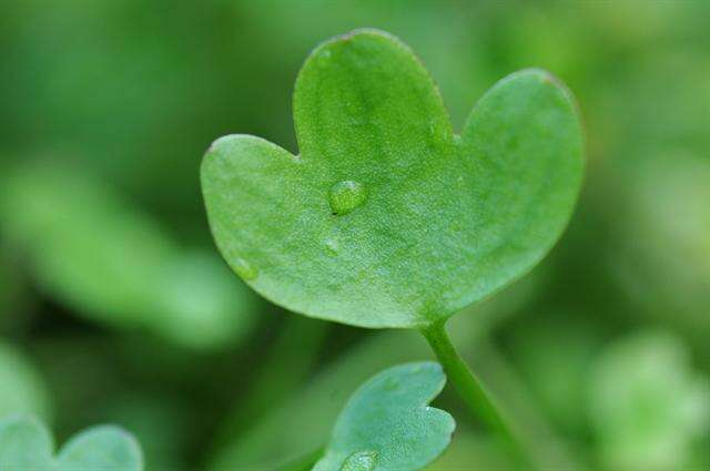 Imagem de Ranunculus hyperboreus Rottb.