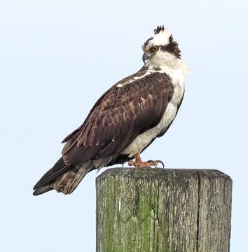 Image of ospreys