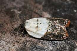 Image of Acleris