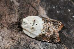 Image of Acleris